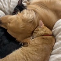 添い寝する子猫と犬