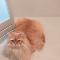 浴室の床に座って飼い主を見上げる猫