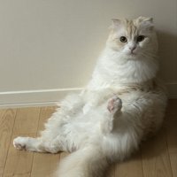 壁に寄りかかっている猫