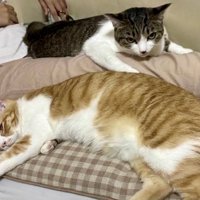 娘の足に乗っかって座るキジ白と足に背中をくっつけて横になる茶白