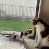 2匹の猫
