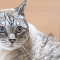 ぽんすけくんのアップ