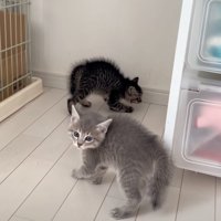 困惑する子猫
