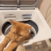 洗濯機にしがみつく猫