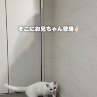子猫と兄猫