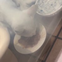 ごはんを食べる子猫