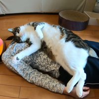 右前足を少し上げた姿