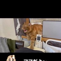 窓辺で威嚇している猫