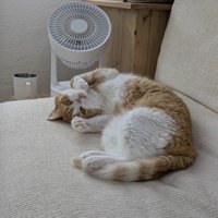ソファの上で仰向けになっているマンチカン