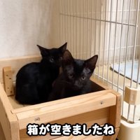 テロップ「箱が空きましたね」