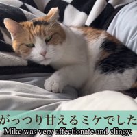 ガッツリ甘えるミケ