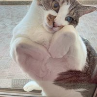 網戸と窓の間に挟まっている猫