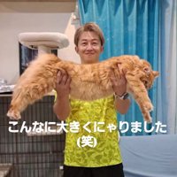 抱えられている猫