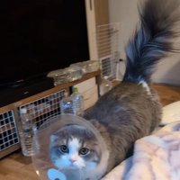 エリカラを着けた猫の全身