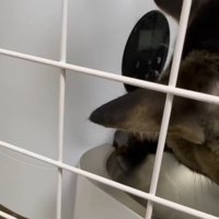 自動給餌器の中に前足を入れる猫