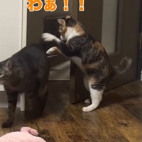 キジトラ猫に飛びかかるふりをする三毛猫