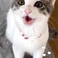 ママを見ながら鳴く子猫