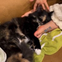 頭が再び沈み込んでいく猫