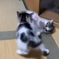 じゃれあう2匹の子猫