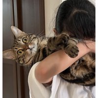 抱っこされている猫