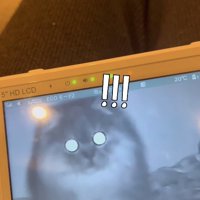 近づいてくる猫