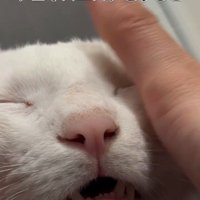 人にマッサージをされている猫