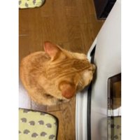 ファンヒーターと猫