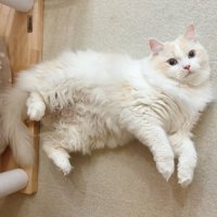 体をねじるようにして仰向けになる猫