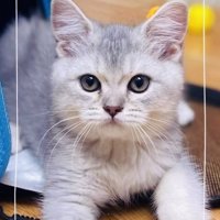 伏せしてカメラのほうを見る子猫