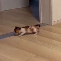 どこかへ向かうつむぎちゃん