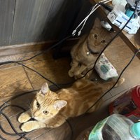 机の下の2匹
