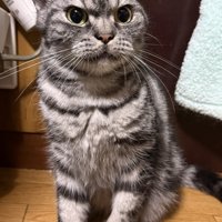 険しい表情の猫