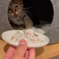 お皿にパンチする猫ちゃん
