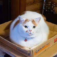 丸まっている猫