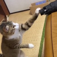 傘に素早くパンチを繰り出す猫