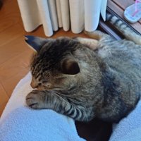 人のひざに寄りかかる猫