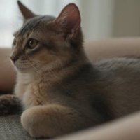 香箱座りをしてくつろぐ子猫