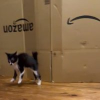 ダンスをするような子猫3