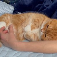 触られた足を体に引き寄せる猫