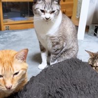 3匹の猫さん