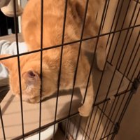 出ようとしない猫