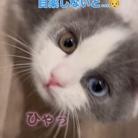 飼い主さんに答えて鳴く子猫