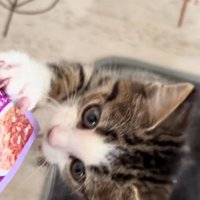 パウチに飛びつく子猫