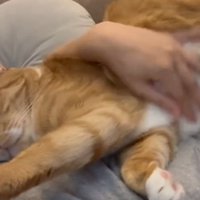 飼い主に甘える猫