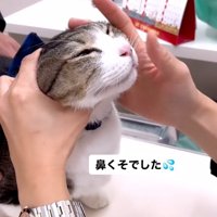 猫の顔を診察中