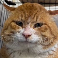 香箱座りをしている猫