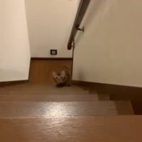 階段をのぼってくる猫3