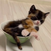 皿に乗って目を閉じる子猫