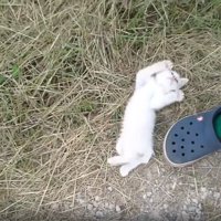 仰向けになる子猫