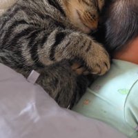 赤ちゃんの背中にくっついて眠る猫